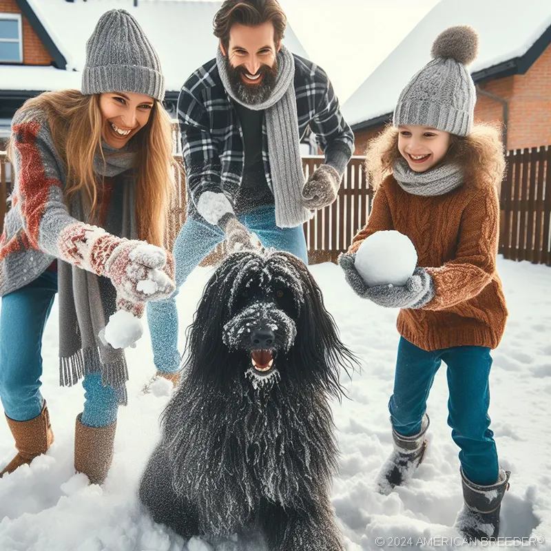 Herding Dogs Bouvier Des Flandres Dog 20796