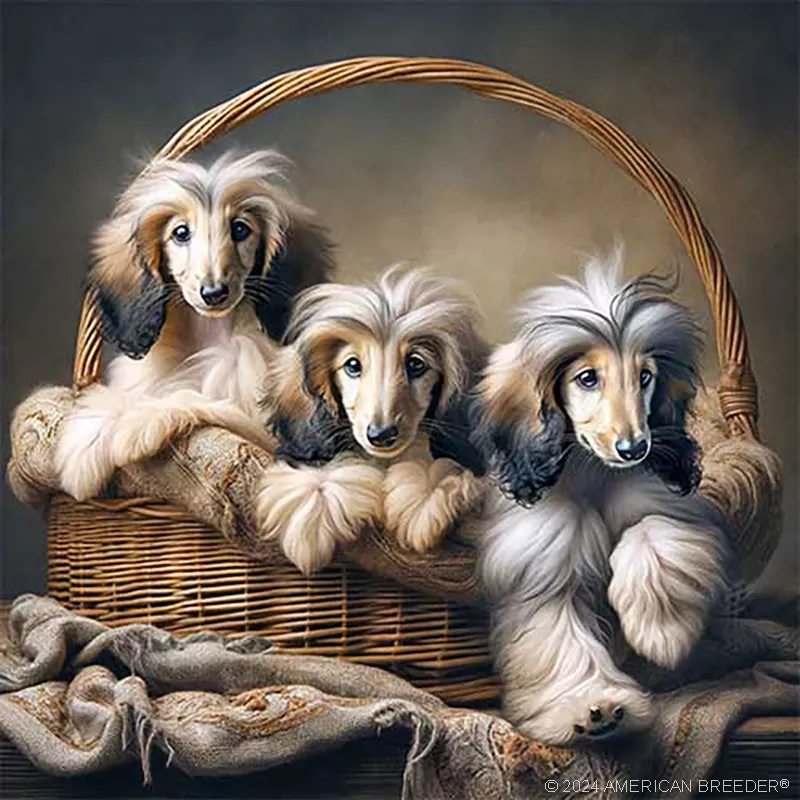 Hound Dogs hounds Afghan Hound Puppy 81035