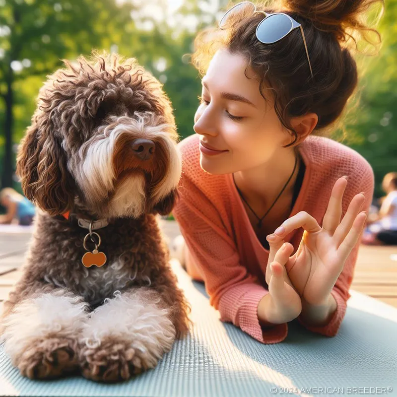 Sporting Dogs Lagotto Romagnolo Puppy 2060