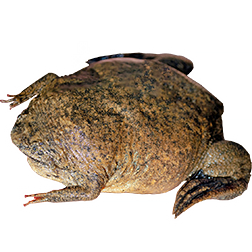 Surinam Toad