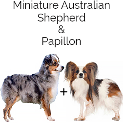 Miniature Aussie Papi Activities Miniature Aussie Papi Tricks, Games &  Agility Includes : Miniature Aussie Papi Beginner to Advanced Tricks, Fun